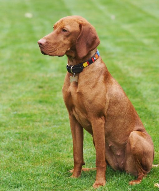 18", 2cm Beaded Dog Collar