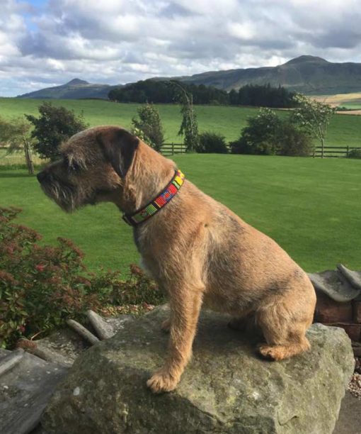 13", 2cm" Beaded Dog Collar