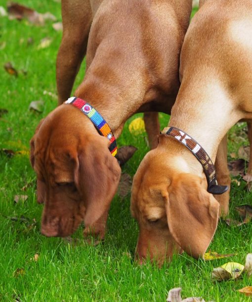 Beaded Dog Collars